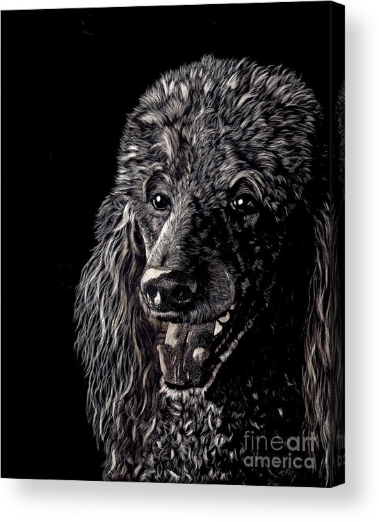 Scratchboard Acrylic Print featuring the drawing Black Standard Poodle #1 by Terri Mills