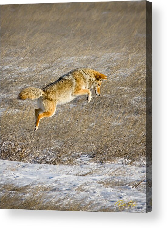 Animals Acrylic Print featuring the photograph Flying Coyote #1 by Rikk Flohr