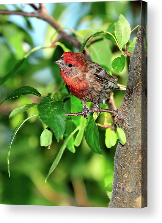 Finch Acrylic Print featuring the photograph Inquisitive #1 by Betty LaRue