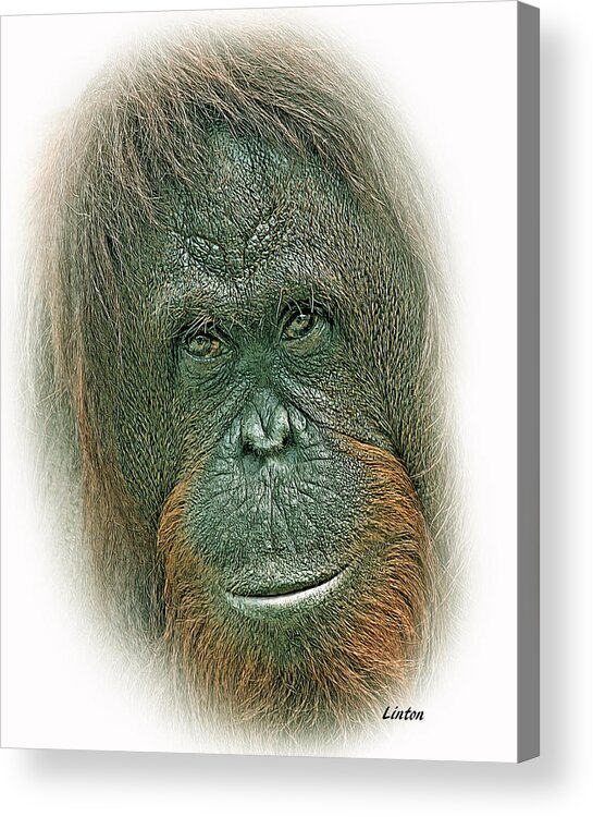 Orangutan Acrylic Print featuring the digital art Lady Of The Forest #1 by Larry Linton