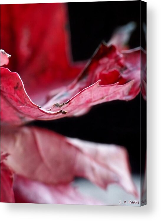 Abstract Acrylic Print featuring the photograph Leaf Study V #1 by Lauren Radke