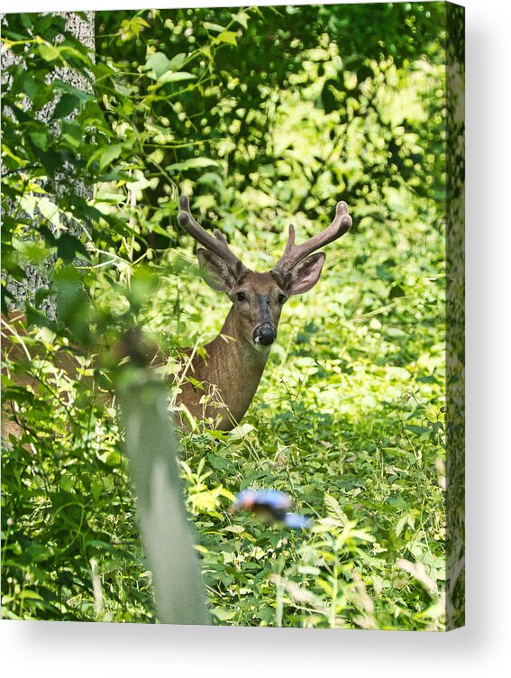 Animal Acrylic Print featuring the photograph Looking at you #1 by Paul Ross