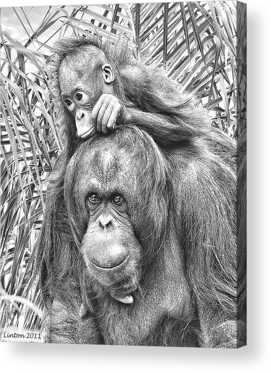 Orangutan Acrylic Print featuring the digital art Mother And Daughter by Larry Linton