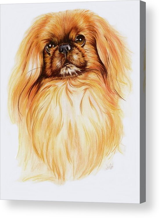 Toy Group Acrylic Print featuring the painting Pekingese in Watercolor by Barbara Keith