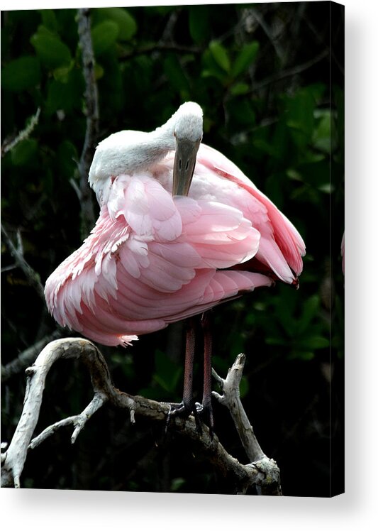 Roseate Spoonbill Acrylic Print featuring the photograph Pretty in Pink #1 by Jim Bennight
