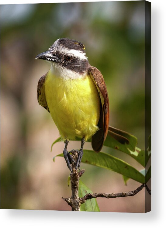 Colombia Acrylic Print featuring the photograph Rusty Margined Flycatcher La Macarena Colombia #1 by Adam Rainoff
