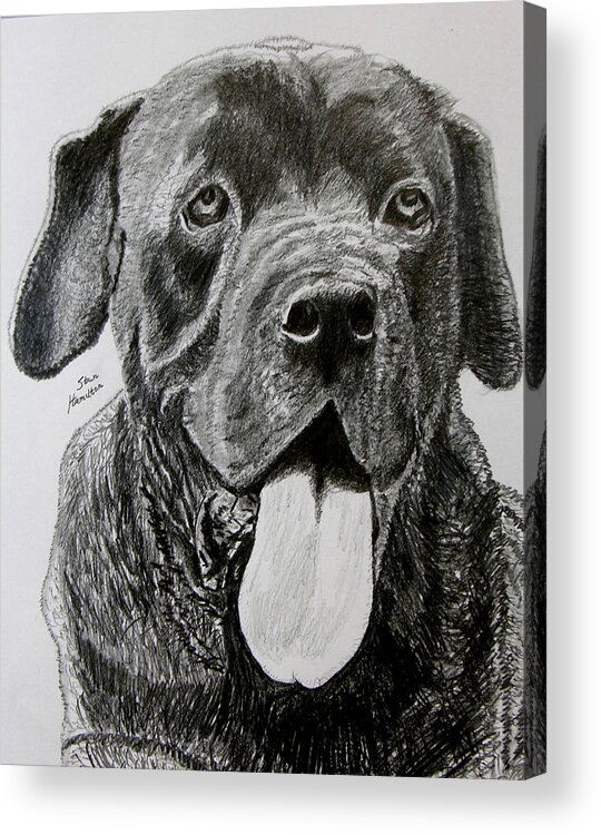 Dog Portrait Acrylic Print featuring the drawing Sampson #2 by Stan Hamilton