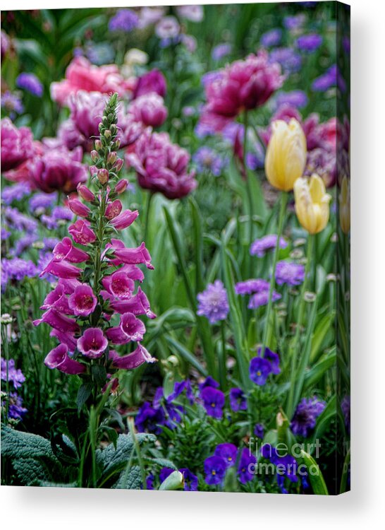 Nature Acrylic Print featuring the photograph Wild Flowers #1 by Norma Warden