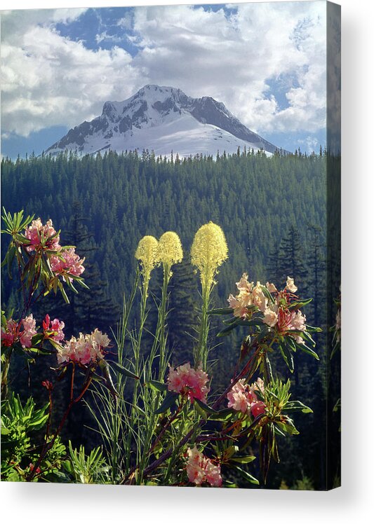 1m5101 Acrylic Print featuring the photograph 1M5101 Flowers and Mt. Hood by Ed Cooper Photography