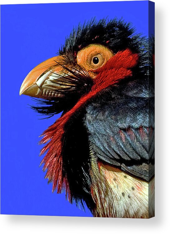 African Bearded Barbet Acrylic Print featuring the photograph African Bearded Barbet #2 by Larry Linton
