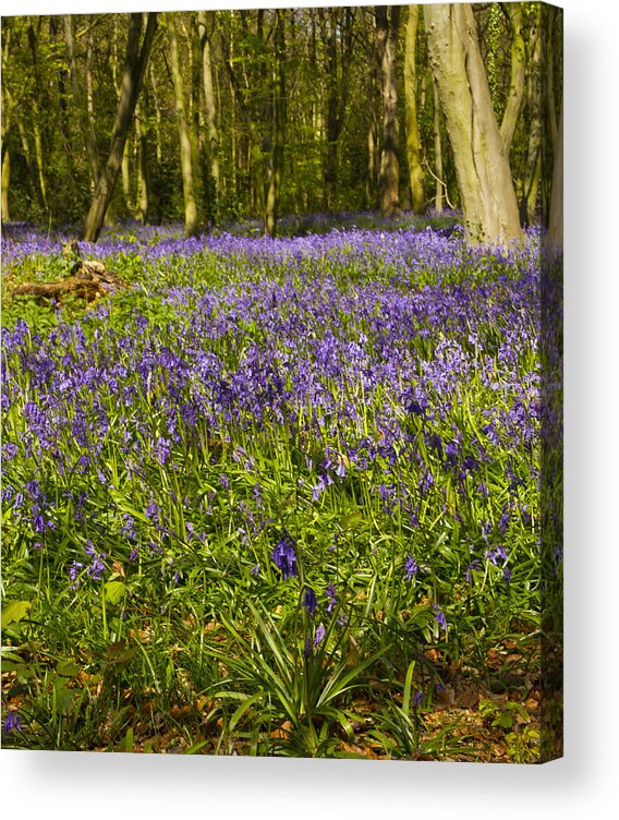Bluebells Acrylic Print featuring the photograph Chalet Bluebell Woods #2 by David French