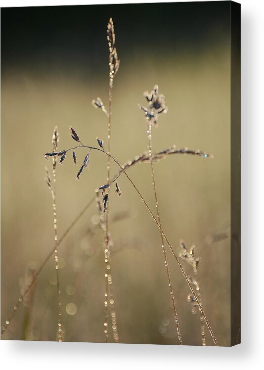 Dew On Meadow Grass Acrylic Print featuring the photograph Glisten #2 by Fraida Gutovich