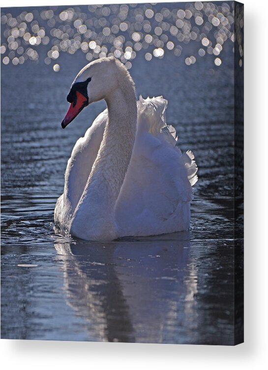 Mute Swan Acrylic Print featuring the photograph Mute Swan #2 by Ken Stampfer