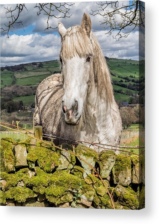 Birds & Animals Acrylic Print featuring the photograph Rustic Horse #2 by Nick Bywater