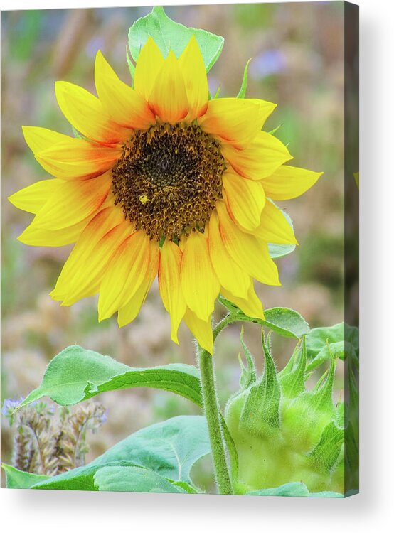Suunflower Acrylic Print featuring the photograph Sunflower #2 by Cesar Vieira