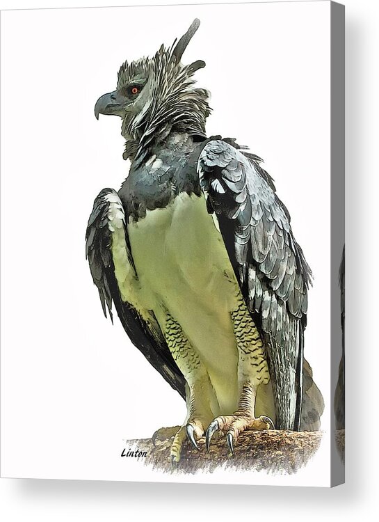 Harpy Eagle Acrylic Print featuring the digital art Harpy Eagle by Larry Linton