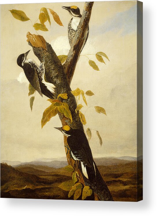 Woodpeckers Acrylic Print featuring the painting Woodpeckers by John James Audubon