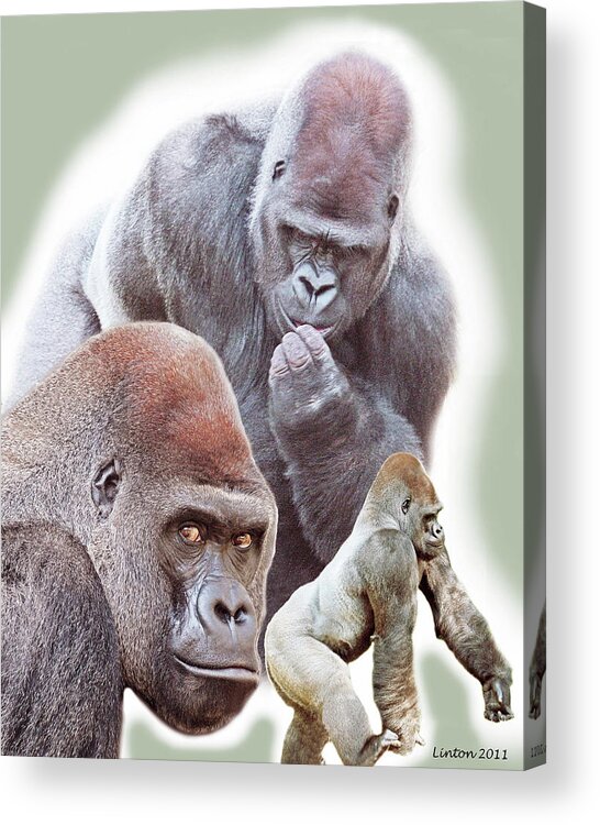 Lowland Gorilla Acrylic Print featuring the photograph Silverback Montage by Larry Linton