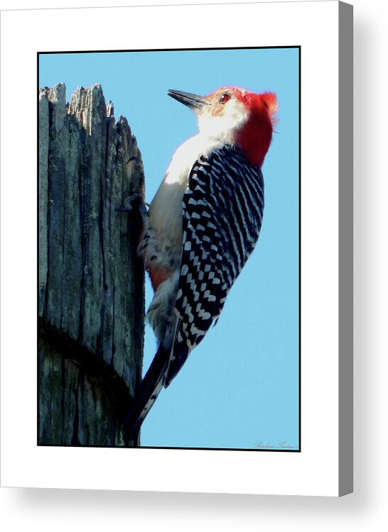 Barbara Tristan Acrylic Print featuring the photograph #8671 Woodpecker #8671 by Barbara Tristan