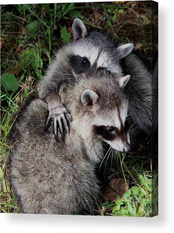 Animals Acrylic Print featuring the photograph A Hug and a Secret by Kym Backland