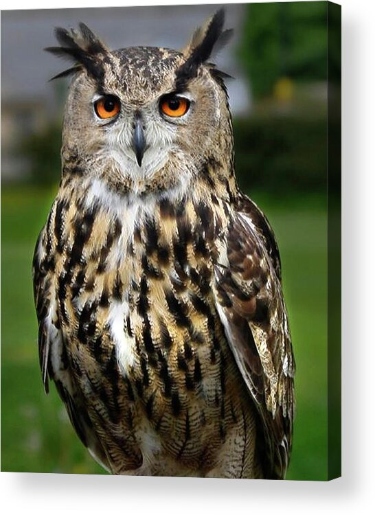 Owl Acrylic Print featuring the digital art A Knowing Look by Vicki Lea Eggen