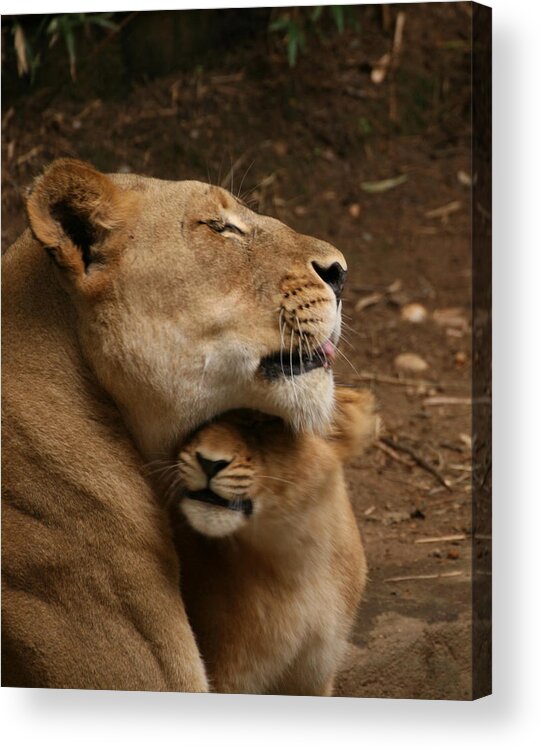 Laurie Lago Rispoli Acrylic Print featuring the photograph A Mother's Love by Laurie Lago Rispoli