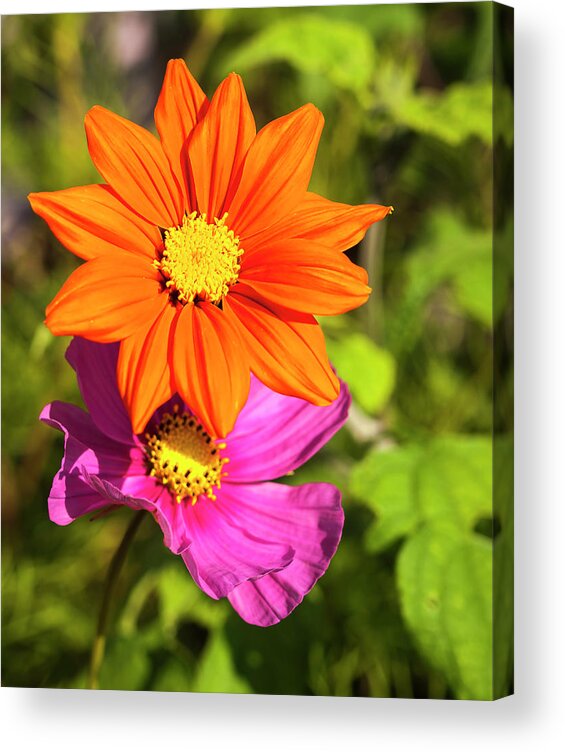 Mexican Sunflower Acrylic Print featuring the photograph A Pair Of Flowers 2017 by Thomas Young