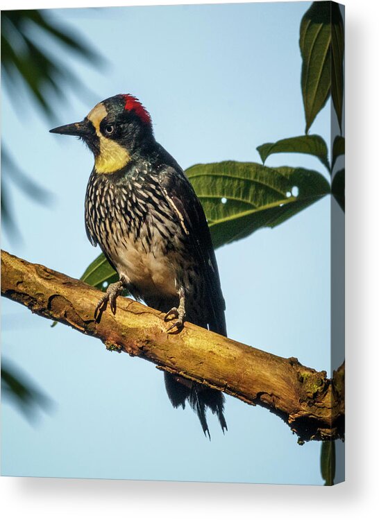 Alcazares Acrylic Print featuring the photograph Acorn Woodpecker Alcazares Manizales Colombia by Adam Rainoff