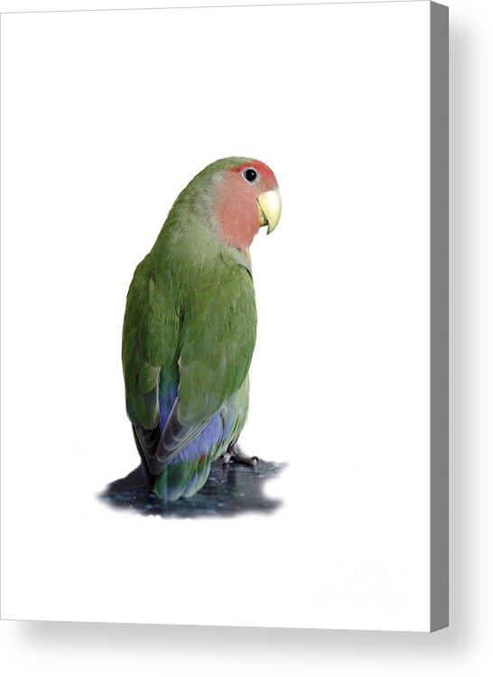 Bird Acrylic Print featuring the photograph Adorable Pickle on a transparent background by Terri Waters