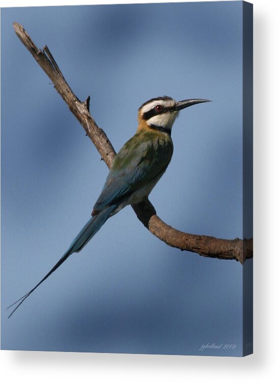 Bee Eater Acrylic Print featuring the photograph African Bee Eater by Joseph G Holland