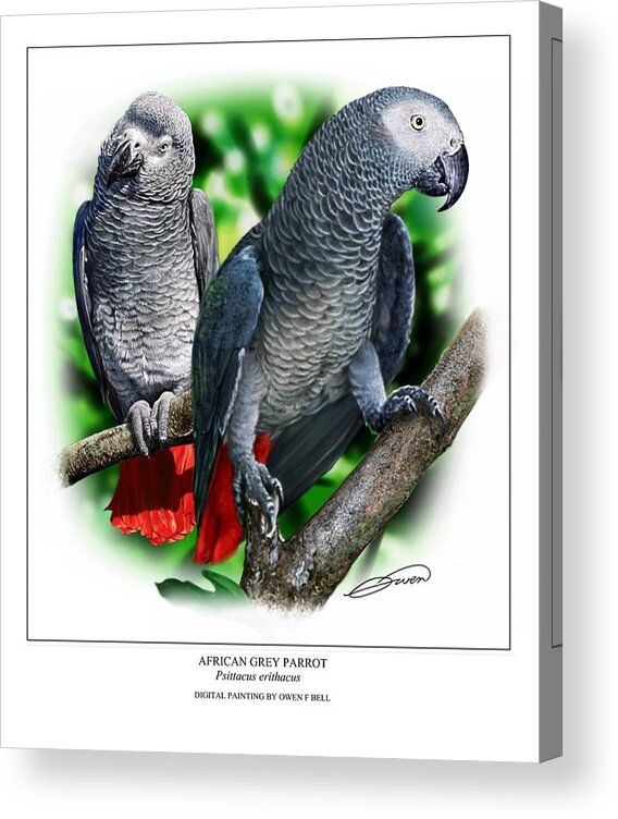 Bird Acrylic Print featuring the digital art African Grey Parrots by Owen Bell