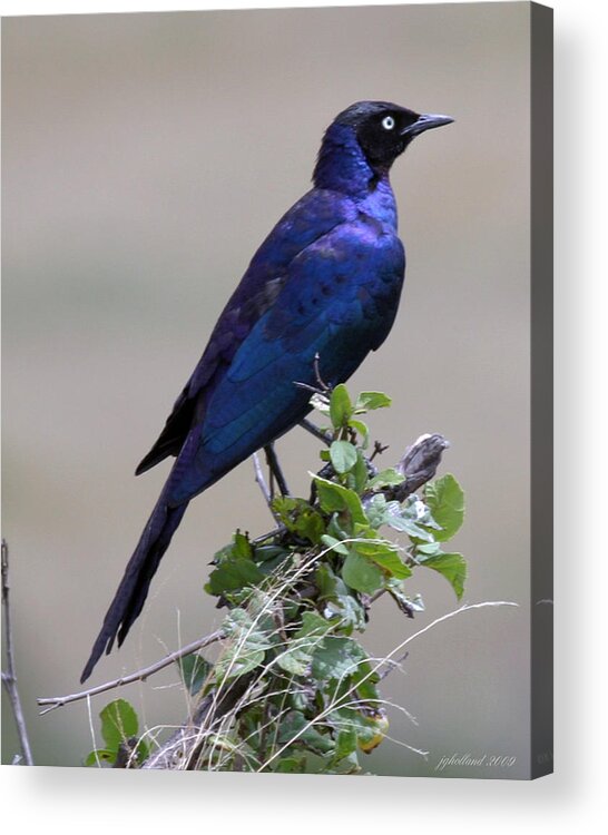Starling Acrylic Print featuring the photograph African White Eye Starling by Joseph G Holland