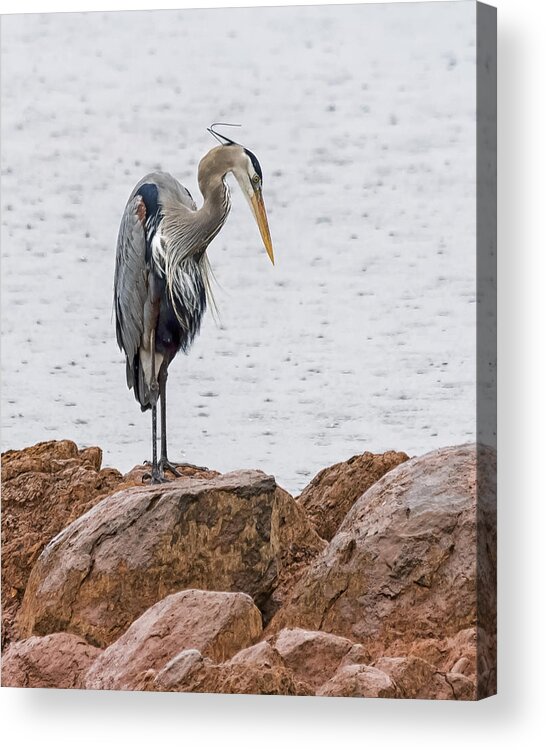 Heron Acrylic Print featuring the photograph Afternoon Rain by Gary Neiss