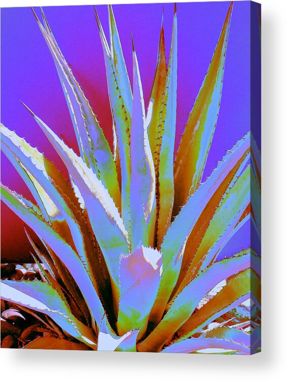Cactus Acrylic Print featuring the photograph Agave Spirit by M Diane Bonaparte