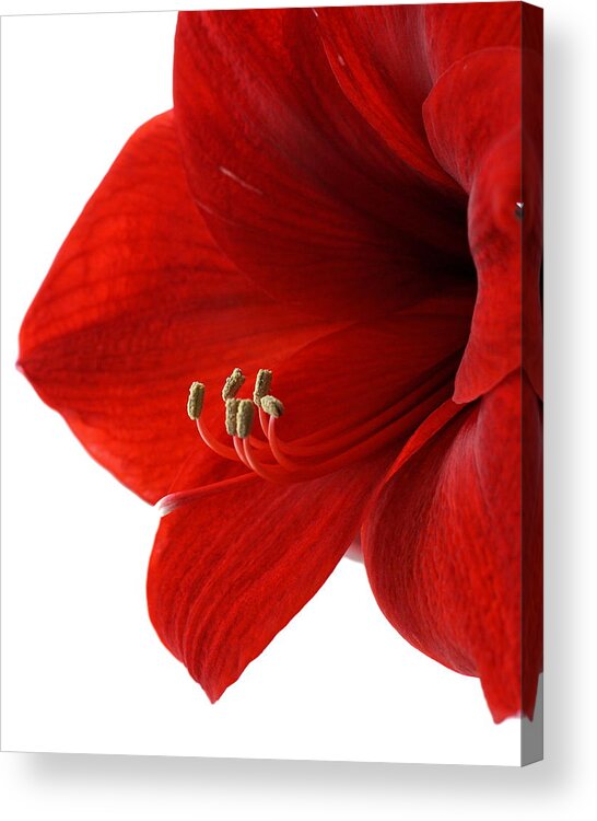 Amaryllis Acrylic Print featuring the photograph Amaryllis on White 3 by Angela Rath