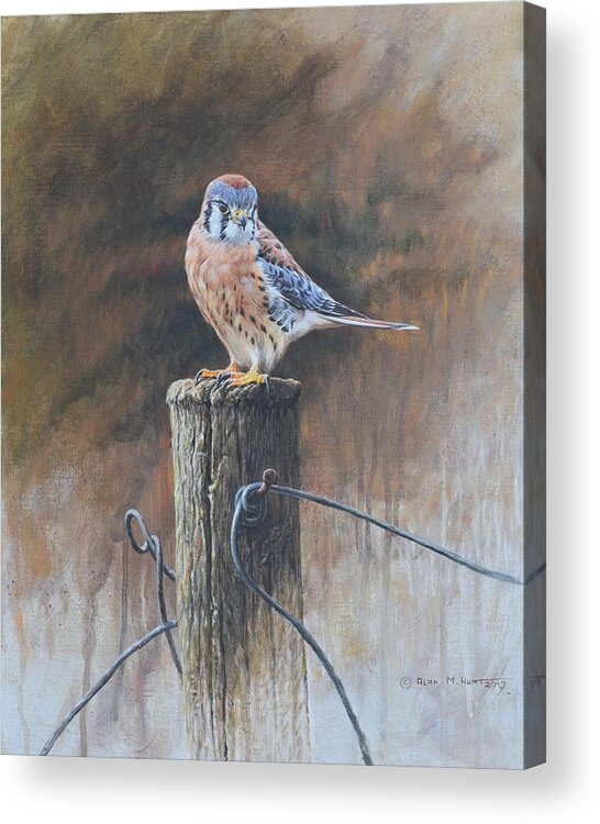 Wildlife Paintings Acrylic Print featuring the painting American Kestrel by Alan M Hunt