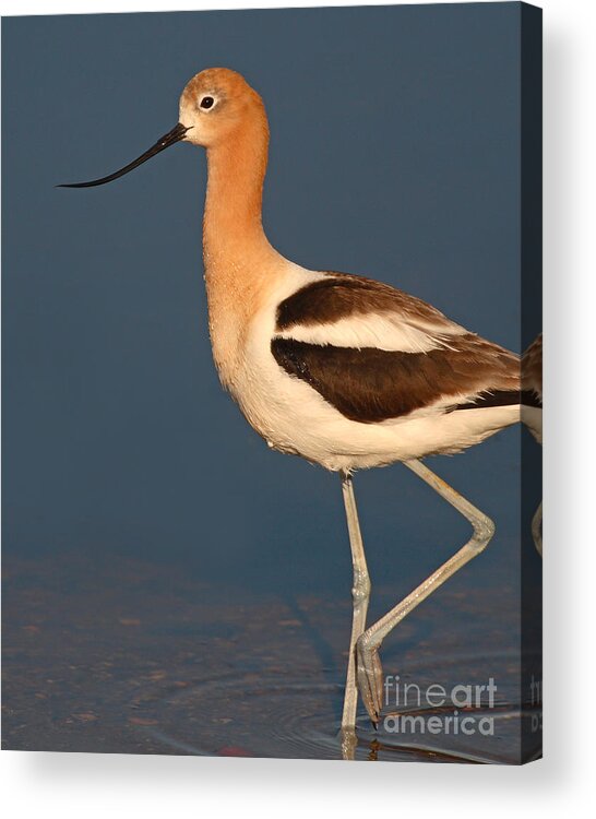 Avocet Acrylic Print featuring the photograph American Avocet Standing Tall by Max Allen