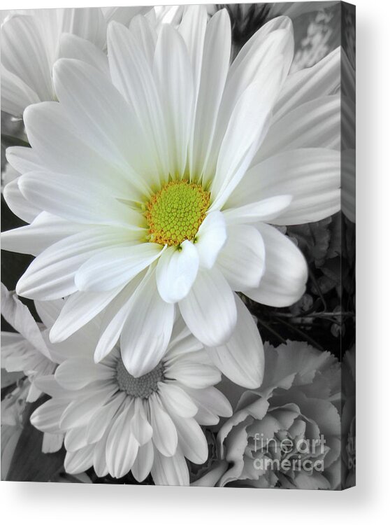 Near Acrylic Print featuring the photograph An Outstanding Daisy by Susan Lafleur