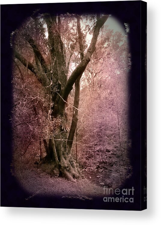 Windy Hill Acrylic Print featuring the photograph Ancient Tree by a Stream by Laura Iverson