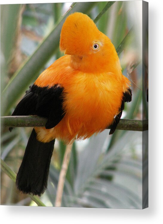 Bird Acrylic Print featuring the photograph Andean Cock of the Rock by Amy Fose