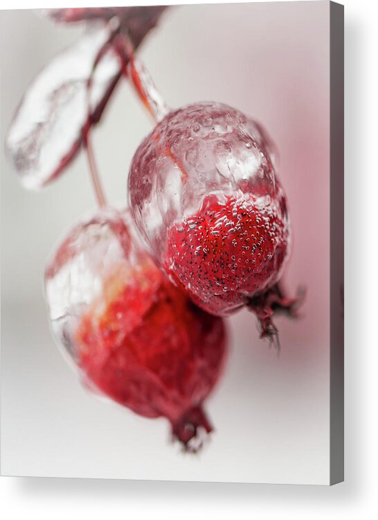 Awakening Acrylic Print featuring the photograph April Ice Storm Apples by Jakub Sisak