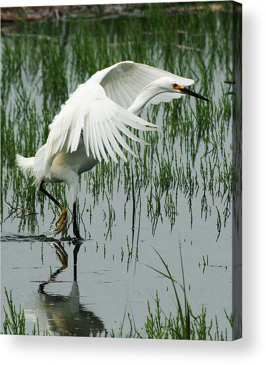 Wildlife Acrylic Print featuring the photograph Arched Wings by William Selander