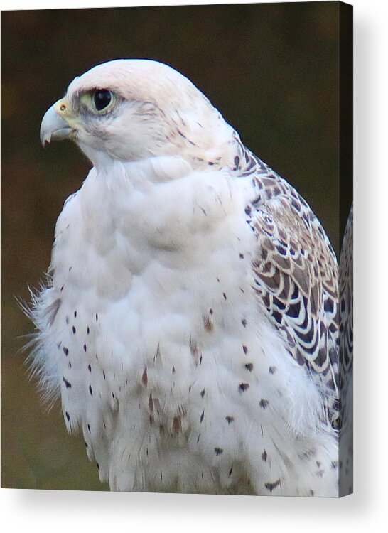 Wildlife Acrylic Print featuring the photograph Arctic Falcon in Profile by William Selander