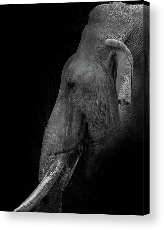 Elepant Acrylic Print featuring the photograph Asian Elephant by Jaime Mercado