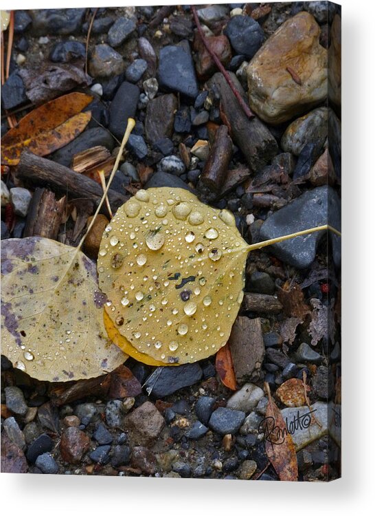 Aspen Leaf Acrylic Print featuring the photograph Aspen Leaf by Ann Ranlett