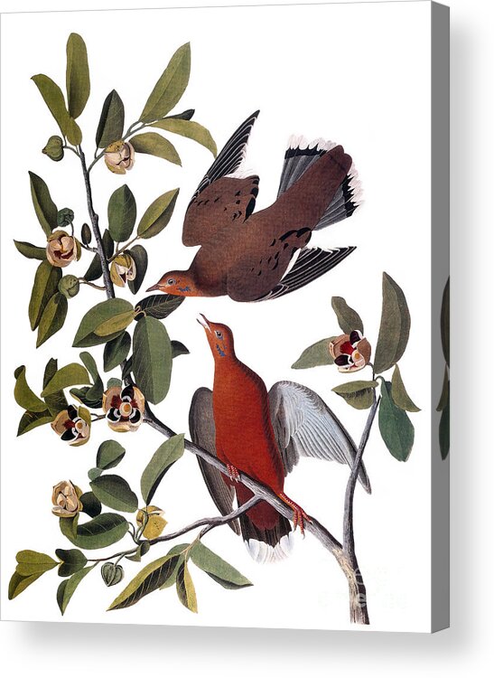 1827 Acrylic Print featuring the photograph Audubon: Dove, (1827-38) by Granger
