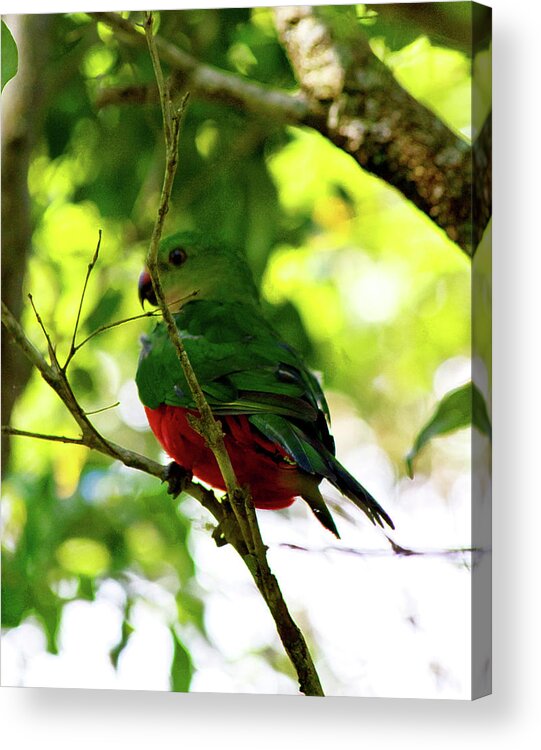 King Parrot Acrylic Print featuring the photograph Australian King Parrot by Miroslava Jurcik