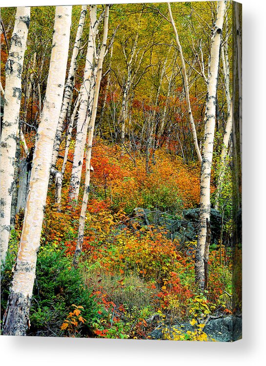 Adirondack Mountains Acrylic Print featuring the photograph Autumn Birch by Frank Houck