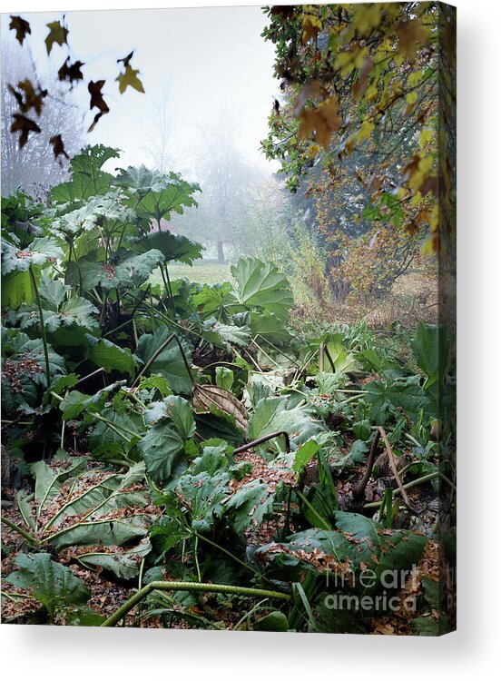 Autumn Acrylic Print featuring the photograph Autumn Mist, Great Dixter Garden by Perry Rodriguez