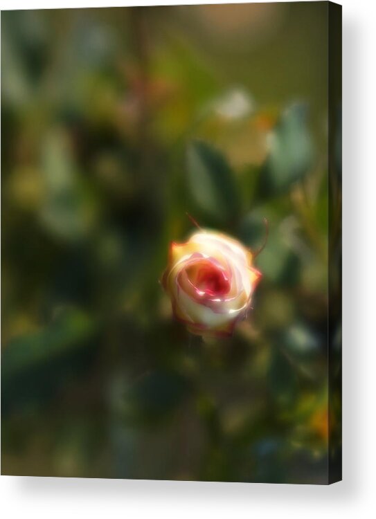 Blossom Acrylic Print featuring the photograph Autumn rosebud by Igor Malinovskii